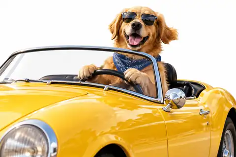 Playful illustrated dog driving a yellow convertible against a white background